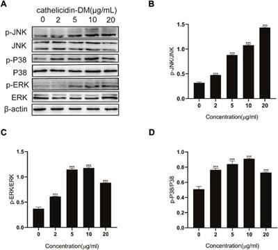 Wound healing mechanism of antimicrobial peptide cathelicidin-DM